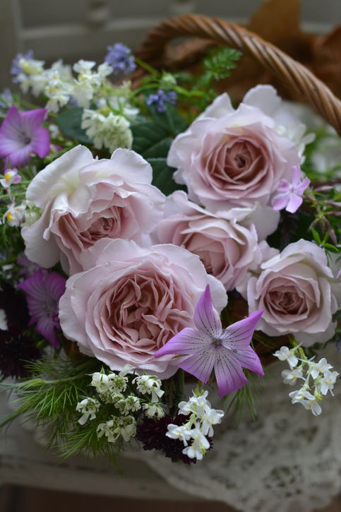 バラ大苗 タフタ 7号ロングスリット鉢 河本バラ園 河本麻記子さん