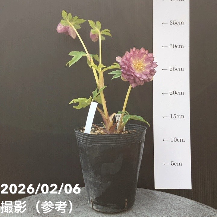 お買い得一点物咲き進み株】加藤農園 多弁ゴールドクリスマスローズ