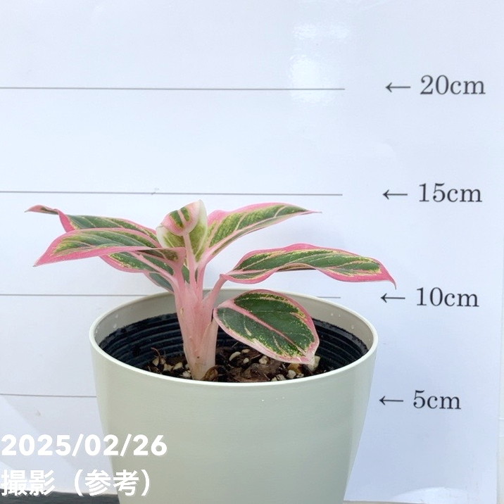 激レア！現品お届け】アグラオネマ 4号 ロータスディライト（1）｜観葉