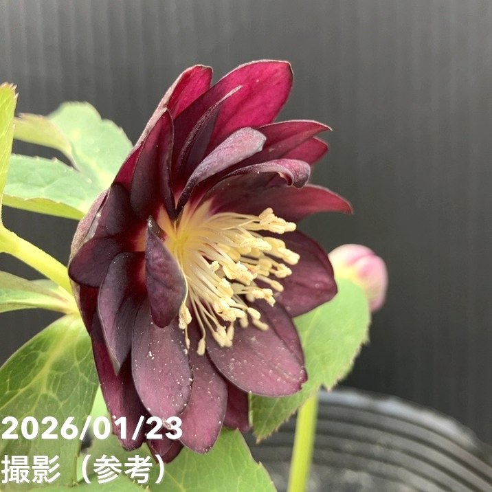 一点物】加藤農園 クリスマスローズ チョコレートゴールド 4.5号（KT36