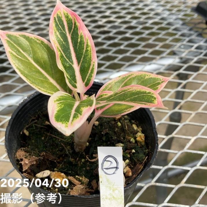 激レア！現品お届け】アグラオネマ 4号 ロータスディライト（2）｜観葉