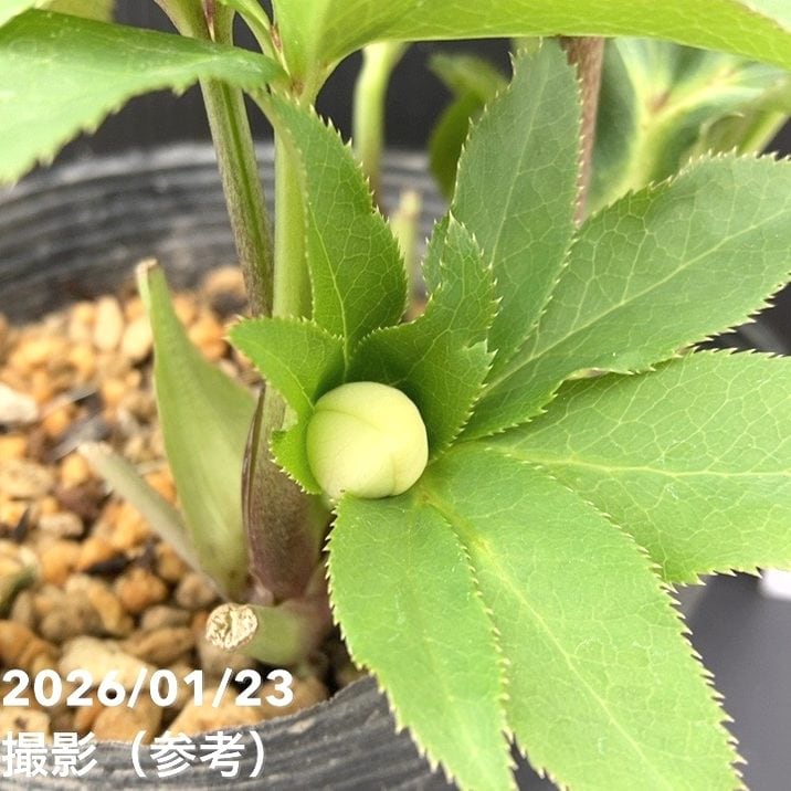 一点物】加藤農園 クリスマスローズ 4.5号（KT49）｜山野04-PA | 草花