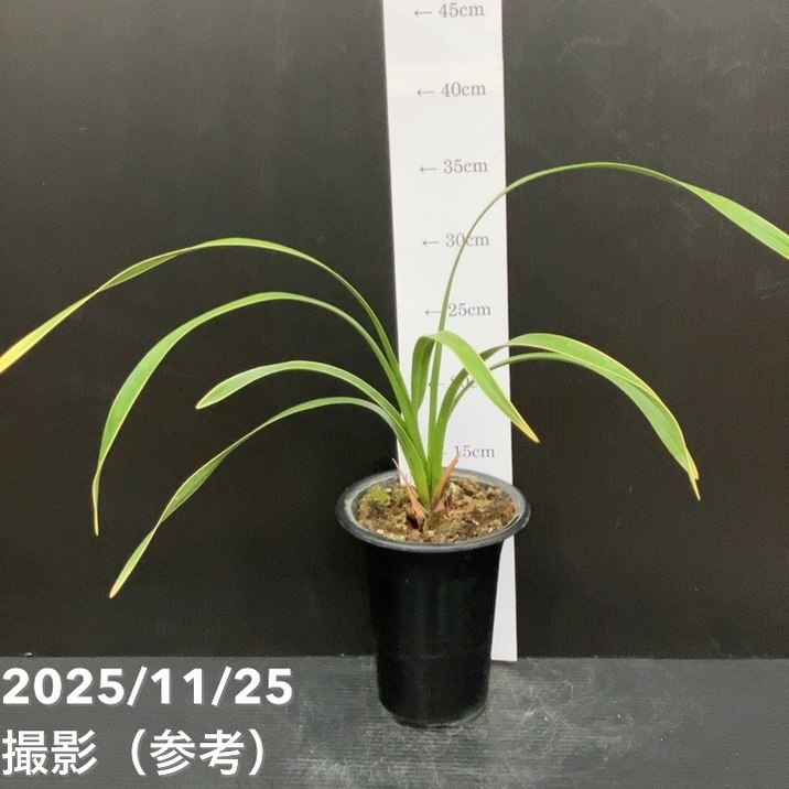 花芽2個付き＞キンリョウヘン 4号（日月 ジツゲツ）｜ミツバチ蘭｜洋蘭