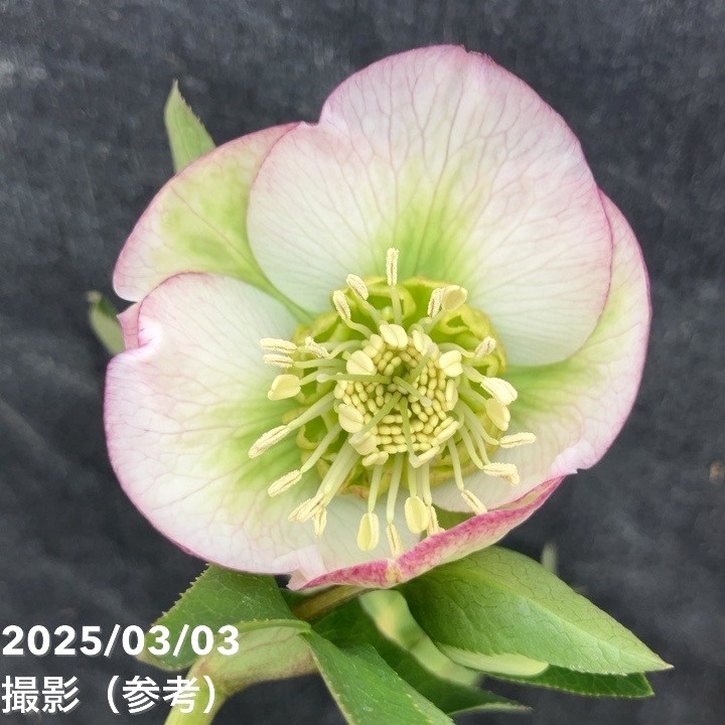 一点物】大和園 クリスマスローズ オリジナル交配種 4.5号（YA4