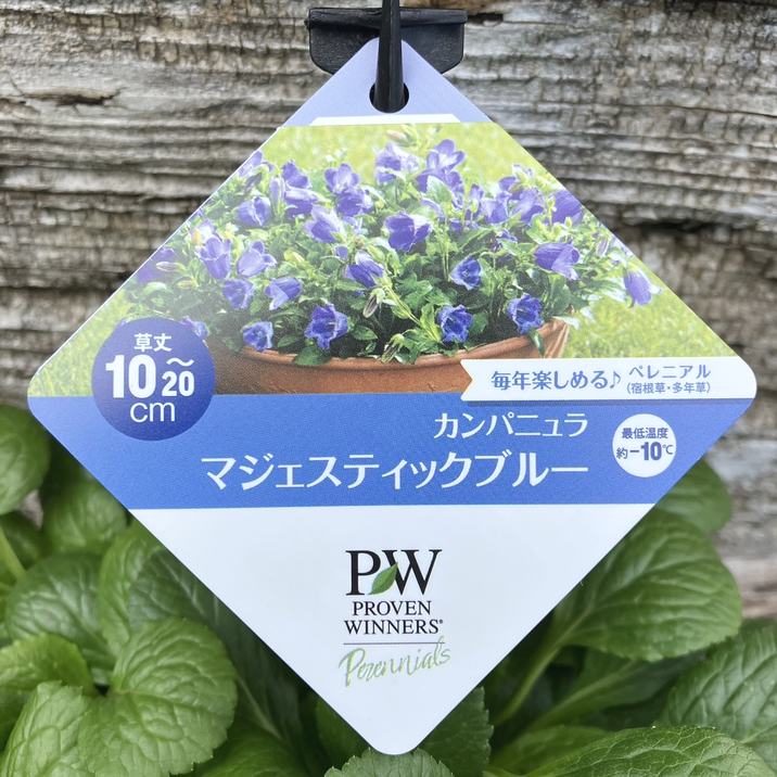 PW カンパニュラ マジェスティックブルー 11cmロングポット×2鉢セット