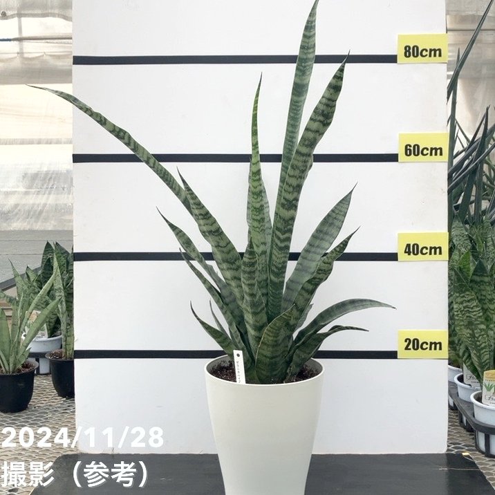 限定3鉢】サンスベリア 7号 ゼラニカハイブリッド｜観葉02-D2 | 観葉