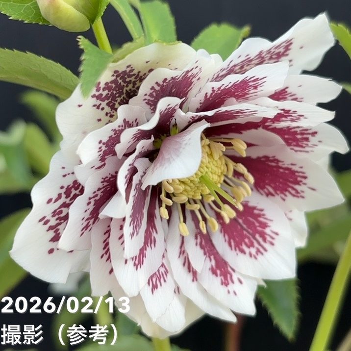 一点物】広瀬園芸 クリスマスローズ 4.5号（HR24）｜山野04-PA | 草花