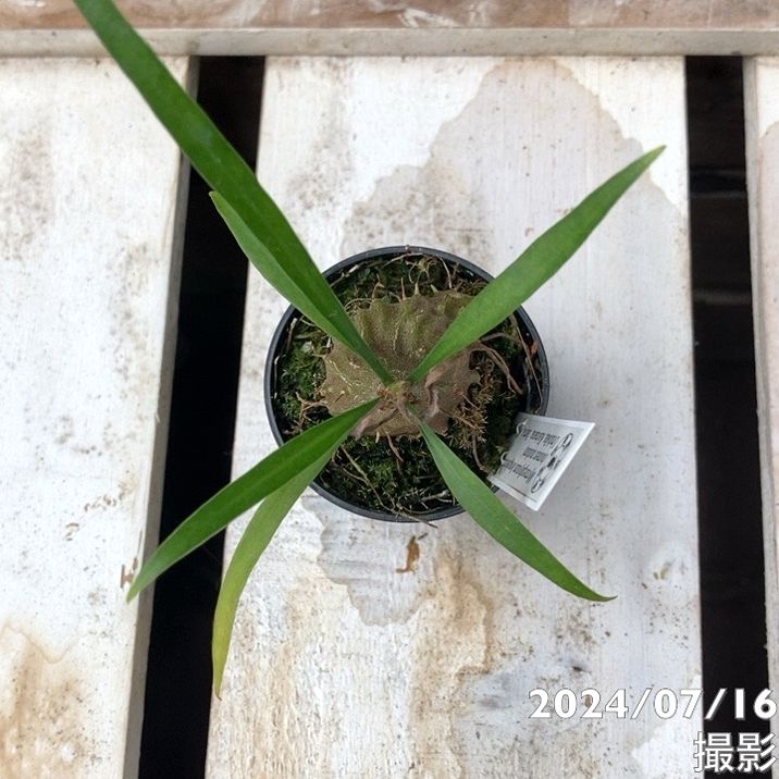 現品お届け】アリ植物 ミルメフィツム Myrmephytum longissimum（nomen