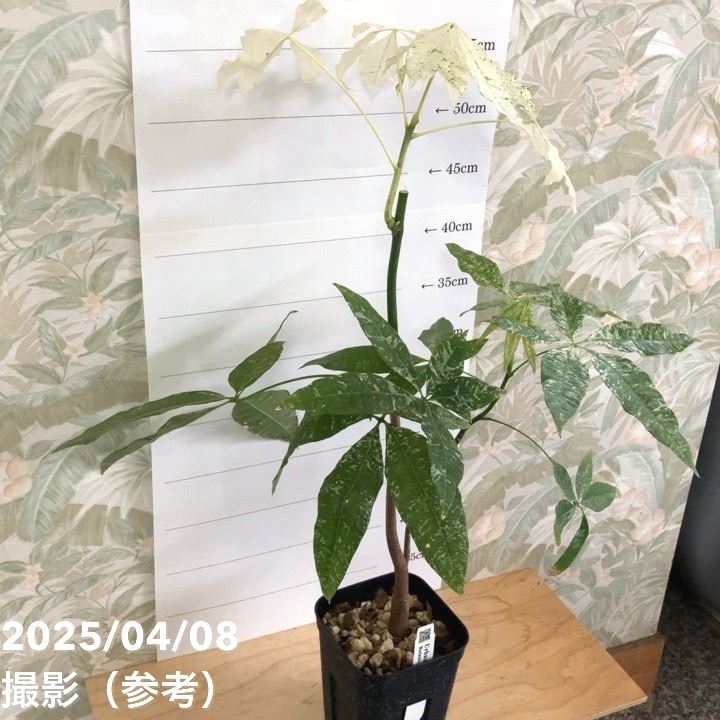 現品お届け】実生 斑入りパキラ Pachira glabra 'variegata' 4号