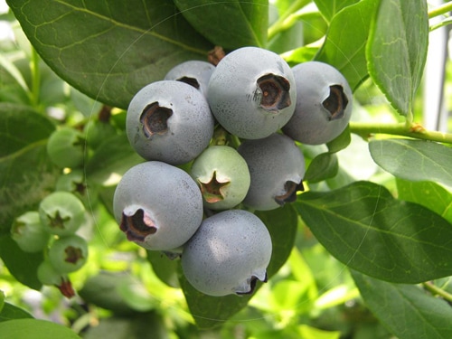 3年生育 ブルーベリー苗 シャープブルー | てしまの野菜苗,果樹苗