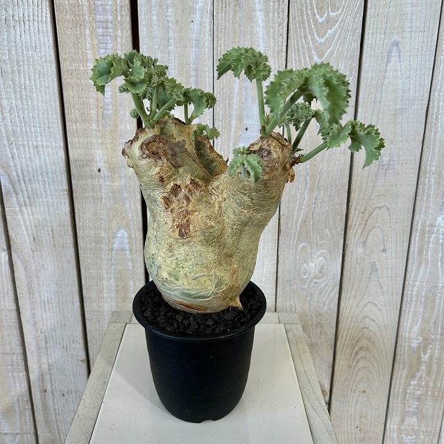 キフォステンマ マクロプス 5号鉢(現品)｜芳樹園オンラインショップ