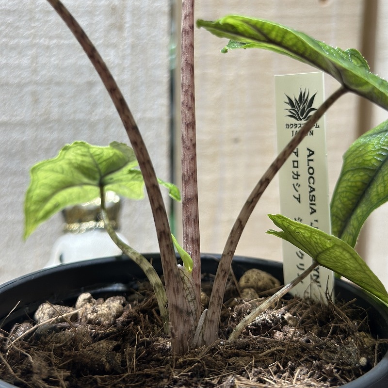 アロカシア ジャックリン 3.5号ロング鉢(個体おまかせ1鉢)｜芳樹園