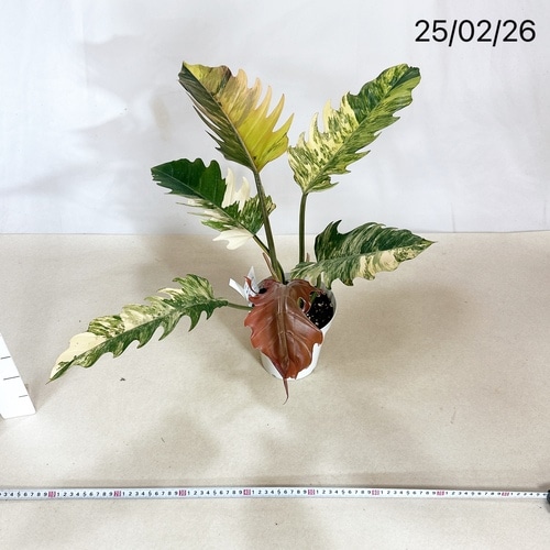 フィロデンドロン キャラメルマーブル 5号｜芳樹園オンラインショップ