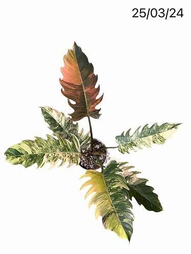 フィロデンドロン キャラメルマーブル 5号｜芳樹園オンラインショップ