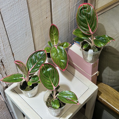 アグラオネマ ロータスデライト 2.5号透明ポット(個体おまかせ1鉢