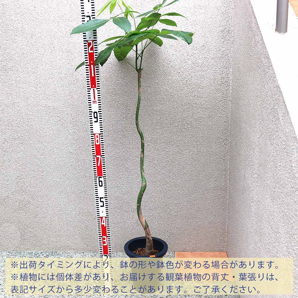 パキラ 曲がり1本立ち【大型 観葉植物 7号鉢／1個】｜ 【植物の