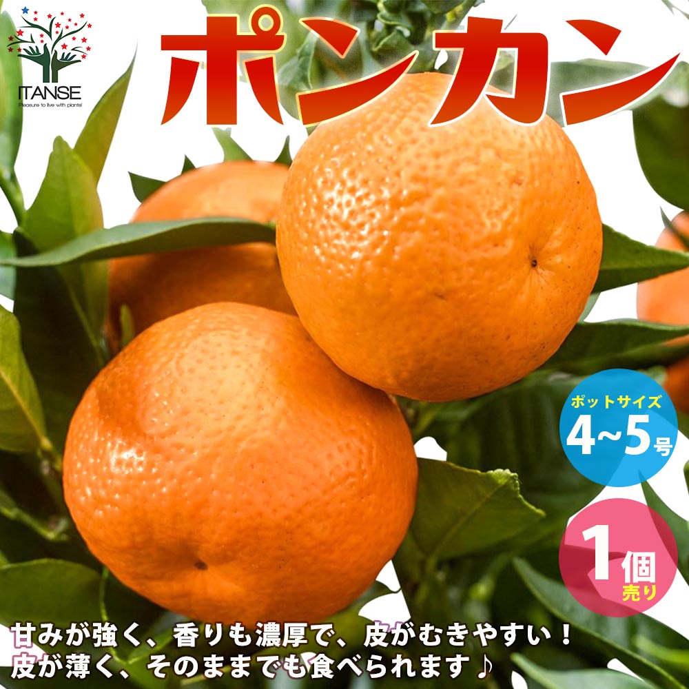 みかんの苗 ポンカン【果樹の苗木 4～5号ポット 接木苗／1個売り