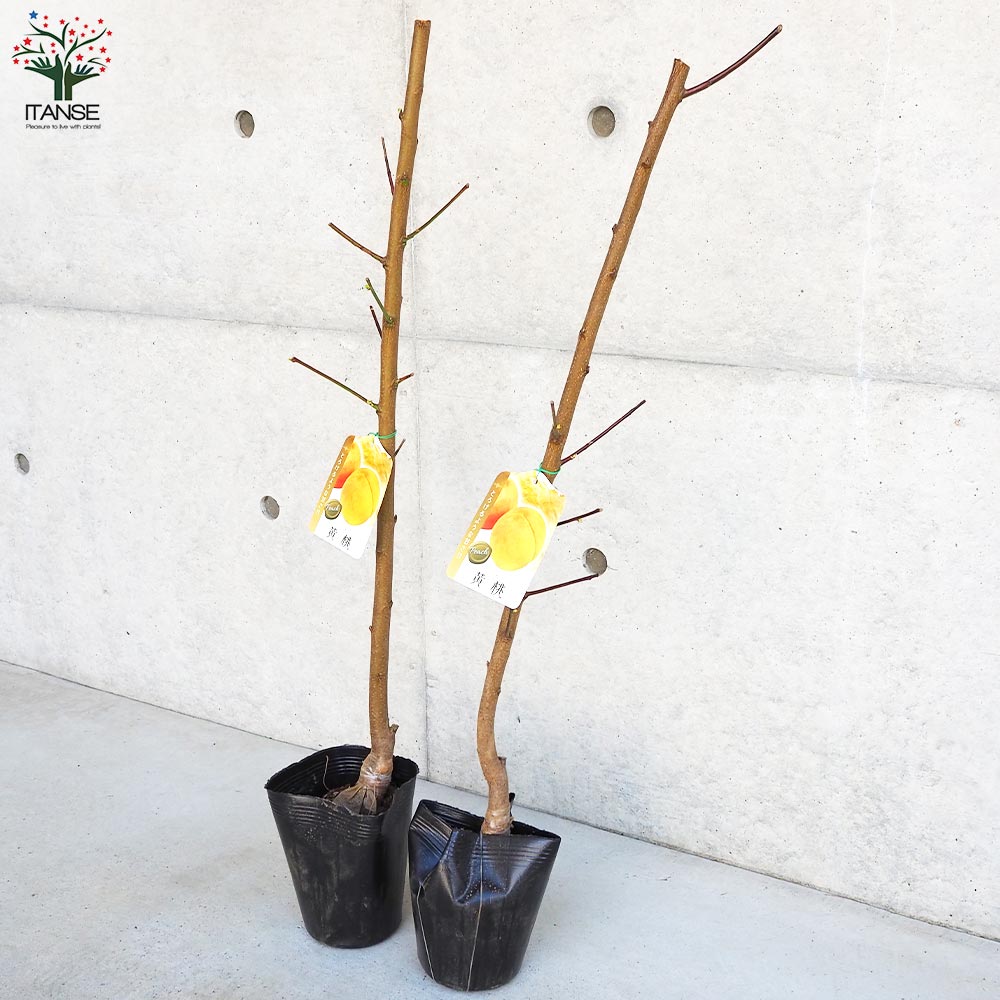 桃の苗木 黄金桃【果樹の苗木 4～5号ポット／1個売り】｜ 【植物の