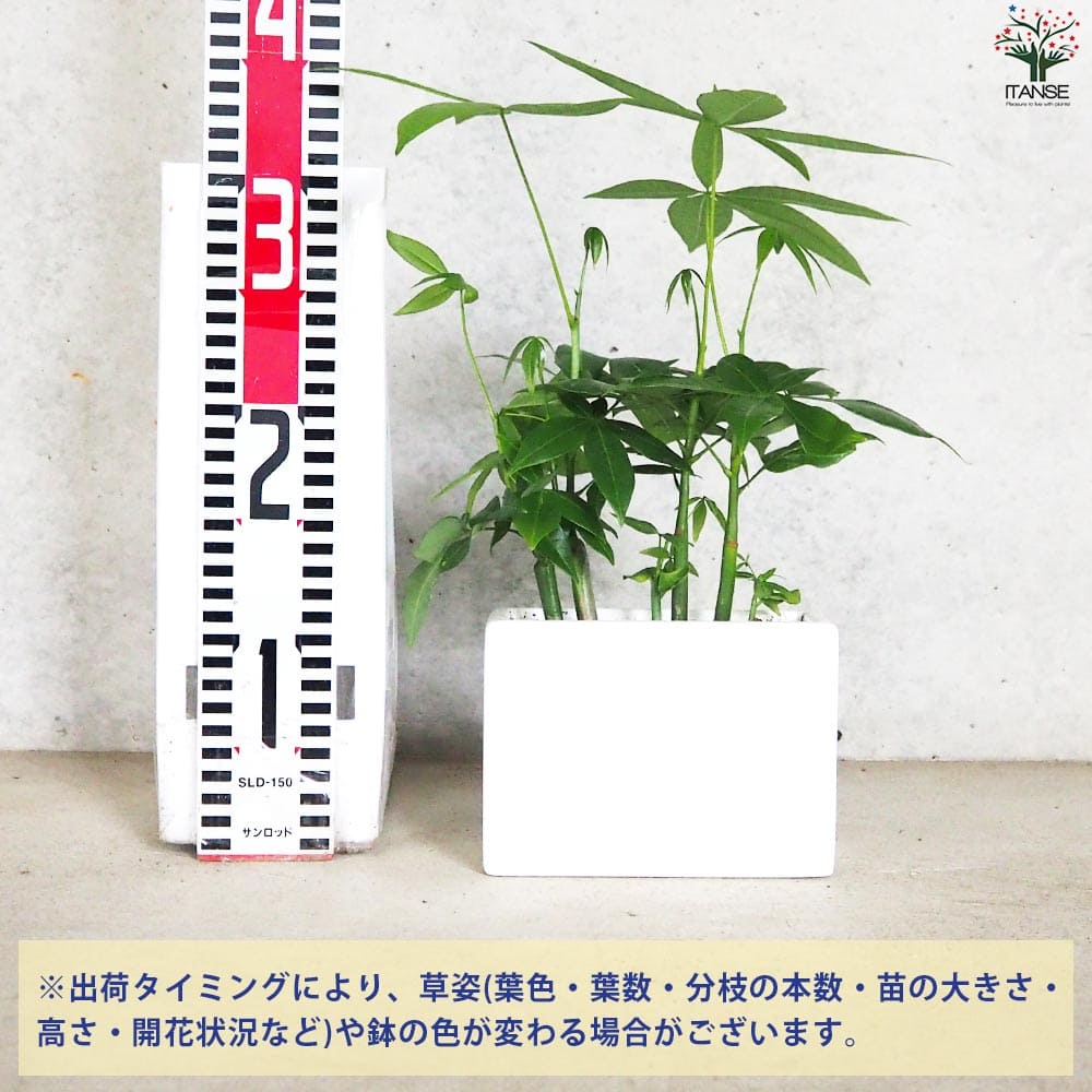 パキラ【観葉植物 5号インテリアホワイト陶器鉢】｜ 【植物の