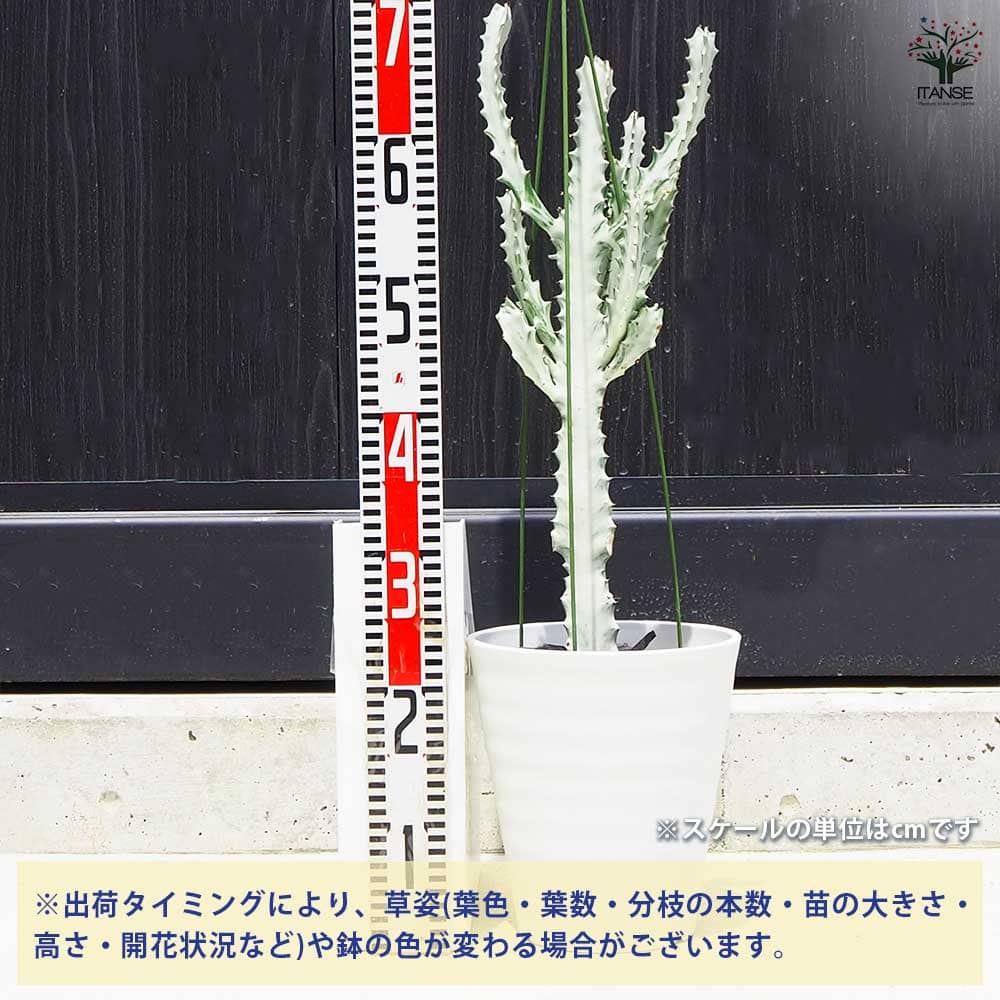 観葉植物 ユーフォルビア ホワイトゴースト 【観葉植物 7号鉢／1個売り