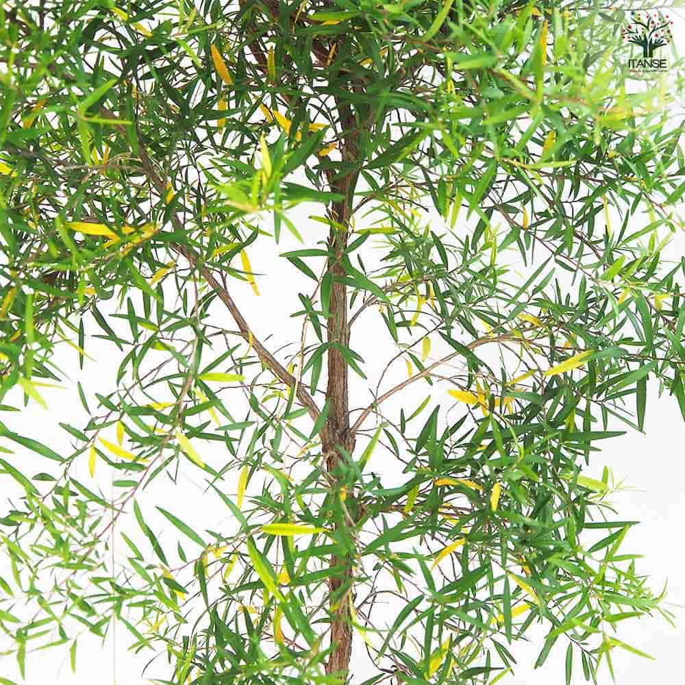 レプトスペルマム レモンティーツリー 【花木苗 8号／1個売り