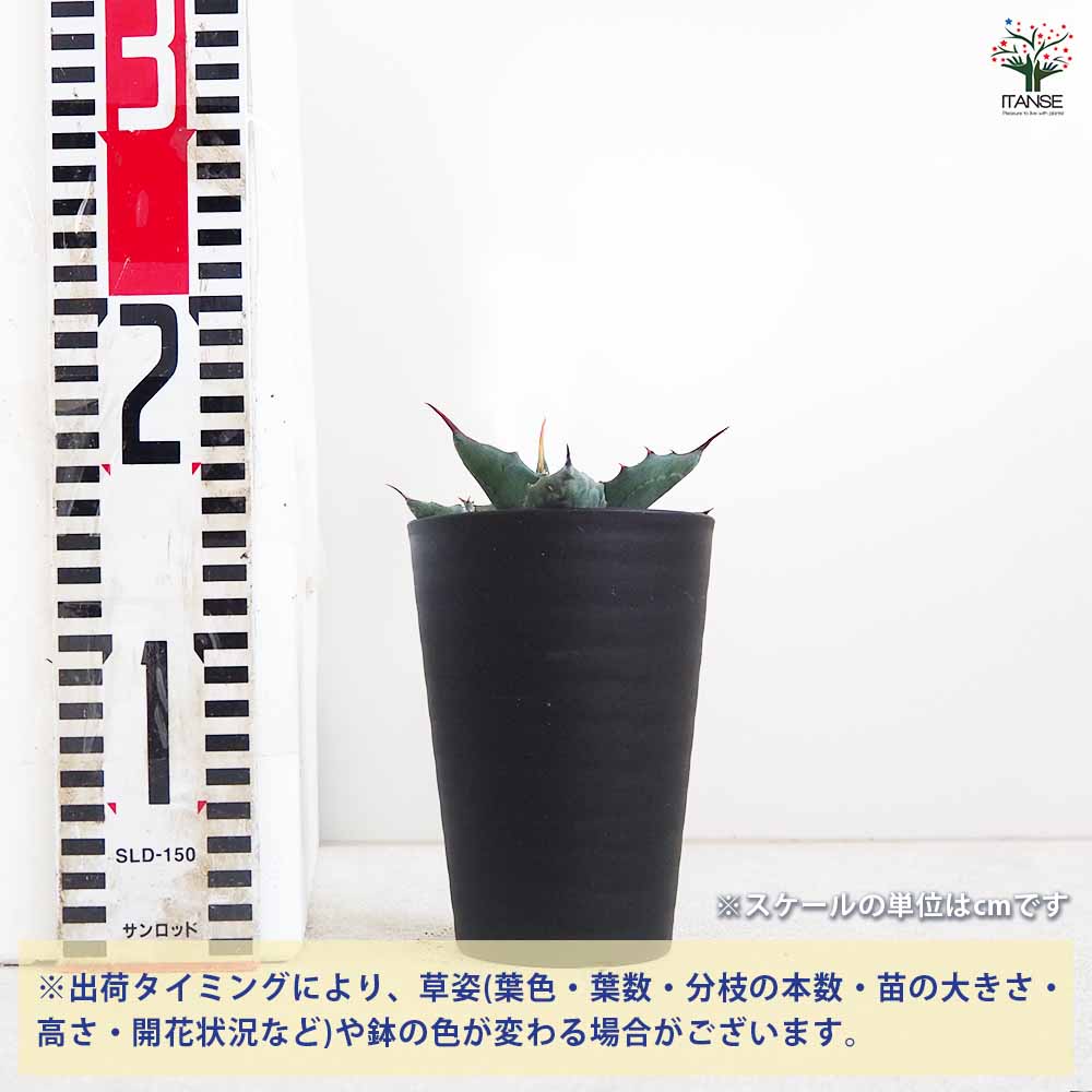 アガベ サルミアナ・フェロックス 【多肉植物 3.5号／1個売り