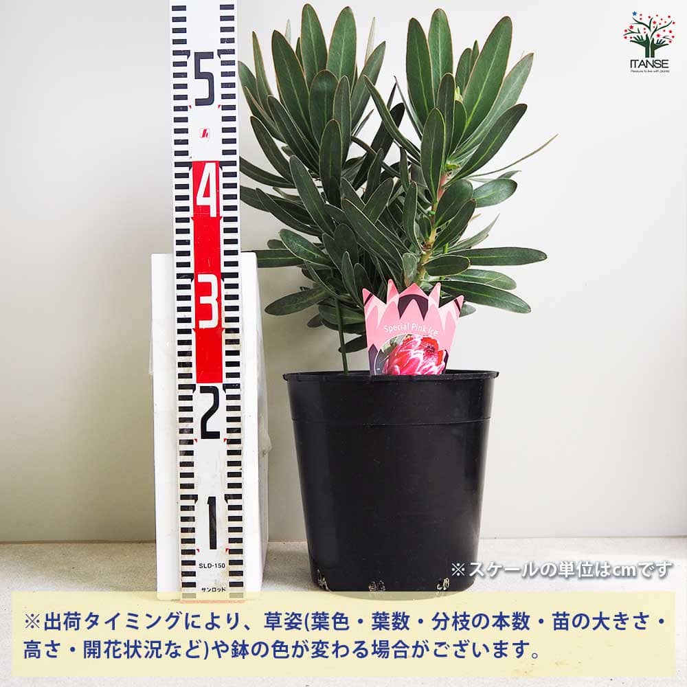 プロテア スペシャルピンクアイス 【花木苗 7号鉢／1個売り】｜ 【植物