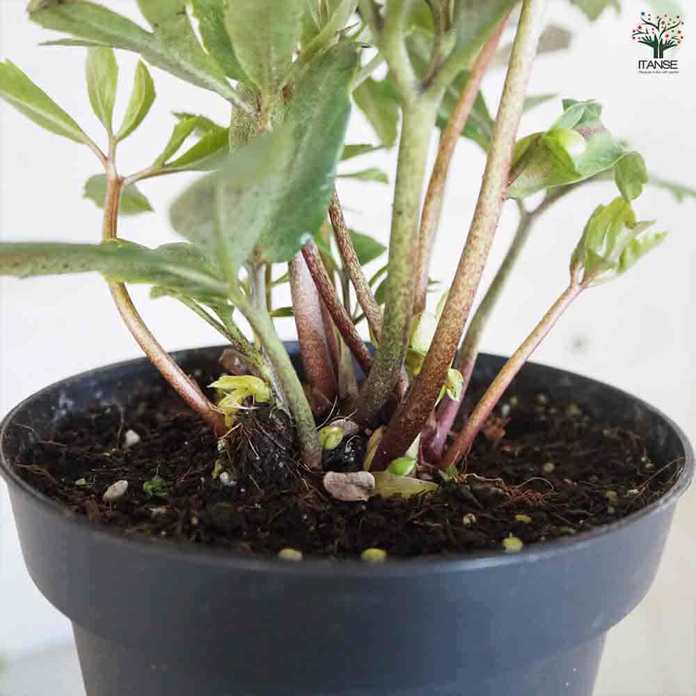 クリスマスローズ パウロ 【花苗 4.5～5号鉢／1個売り】｜ 【植物の