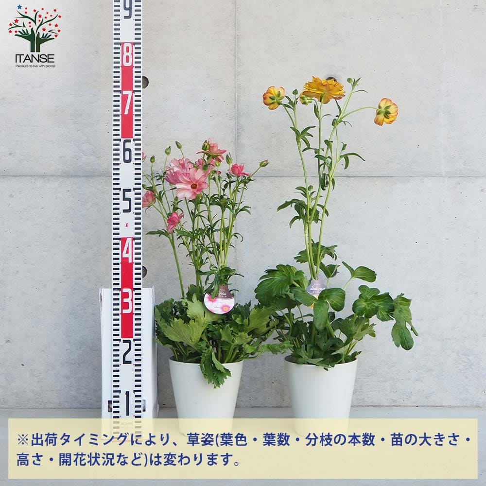 ラナンキュラス ラックス色品種見計い2個～ 【花苗 5号】｜ 【植物の