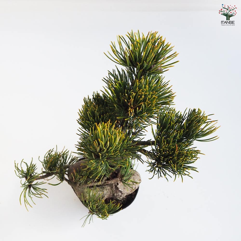 五葉松 【盆栽 4号ポット】｜ 【植物のITANSE】全品送料無料・即