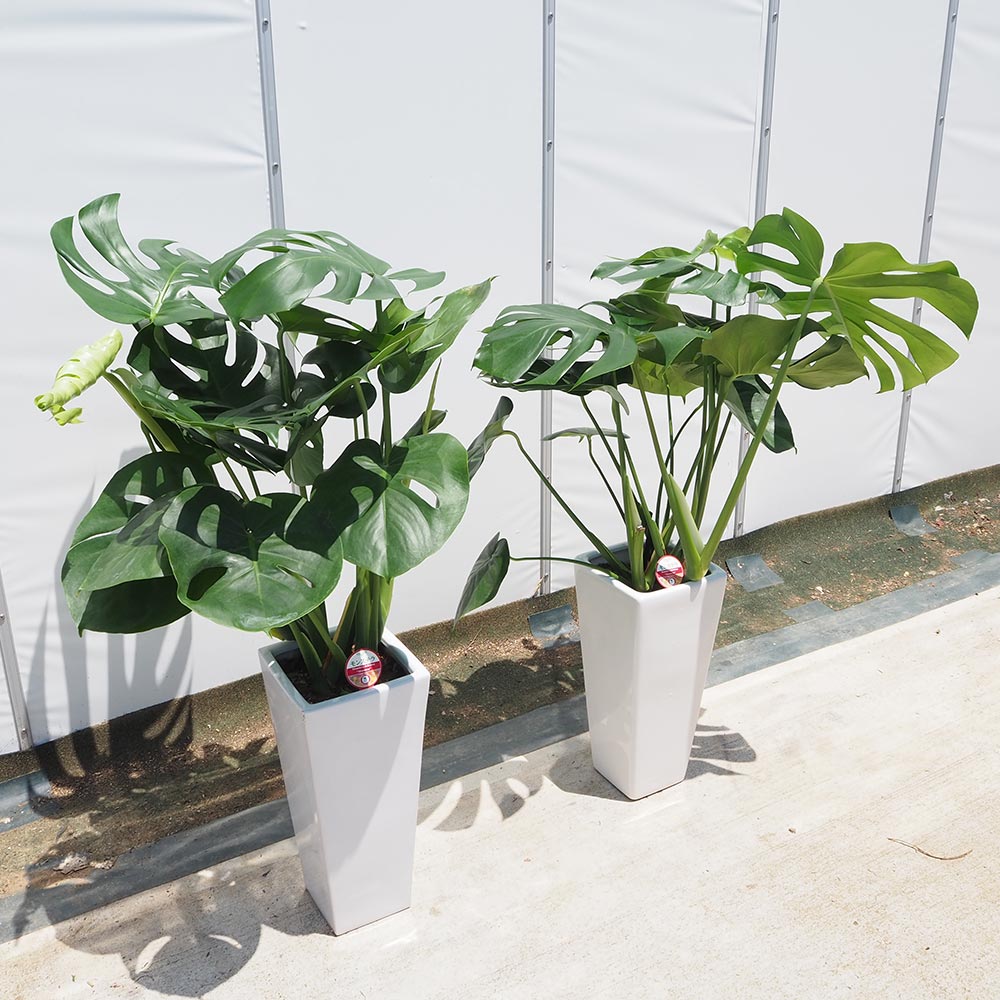 モンステラ デリシオーサ 【観葉植物 7号／1個売り】｜ 【植物の