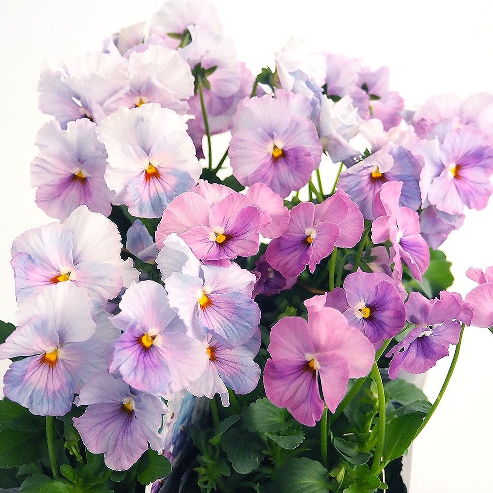 うえたコレクション パンジー・ビオラ エール17 (セブンティーン)2個