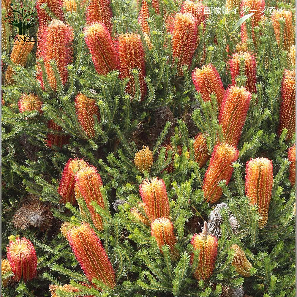 ヒースバンクシア (バンクシア・エリシフォリア)【庭木 5号スリット鉢