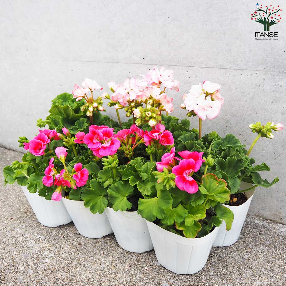 ゼラニウム 2品種セット【花苗 3.5号】｜ 【植物のITANSE】全品