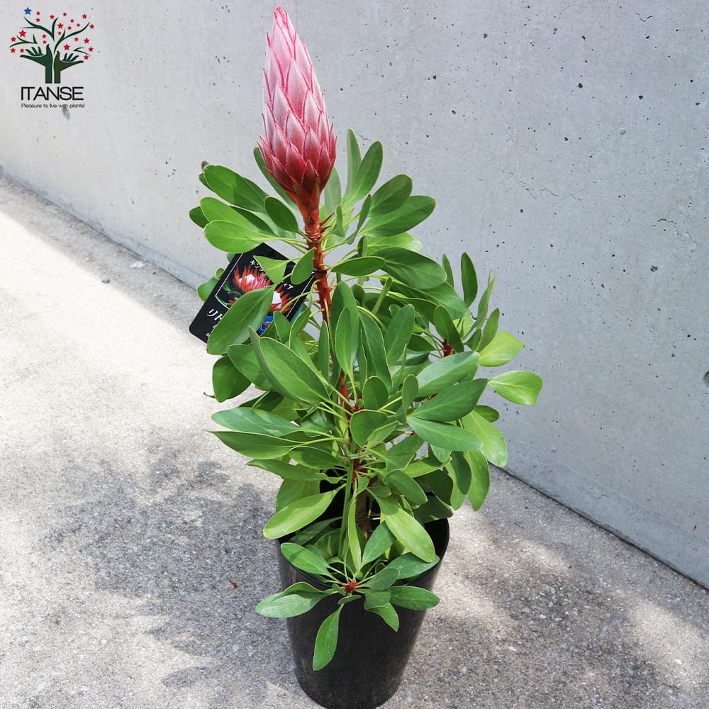 キングプロテア リトルプリンス【花苗 6号鉢大苗／1個売り】｜ 【植物