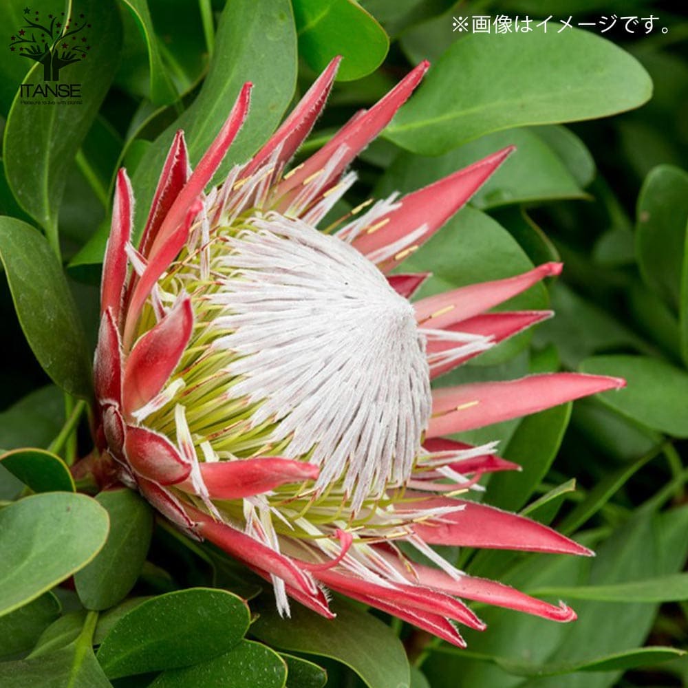 キングプロテア リトルプリンス【花苗 6号鉢大苗／1個売り】｜ 【植物