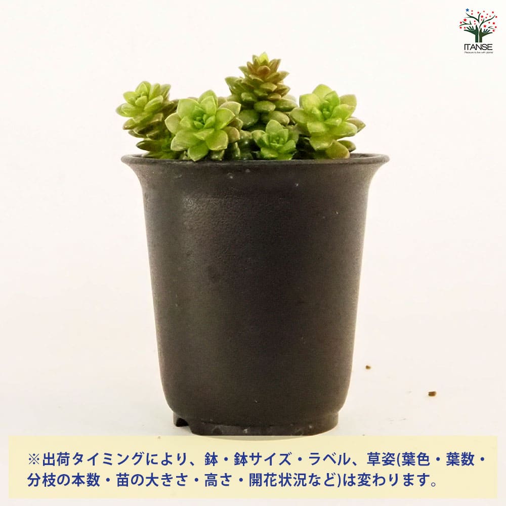 セダム リトルジェム 【多肉植物 2.5号／1個売り】｜ 【植物の