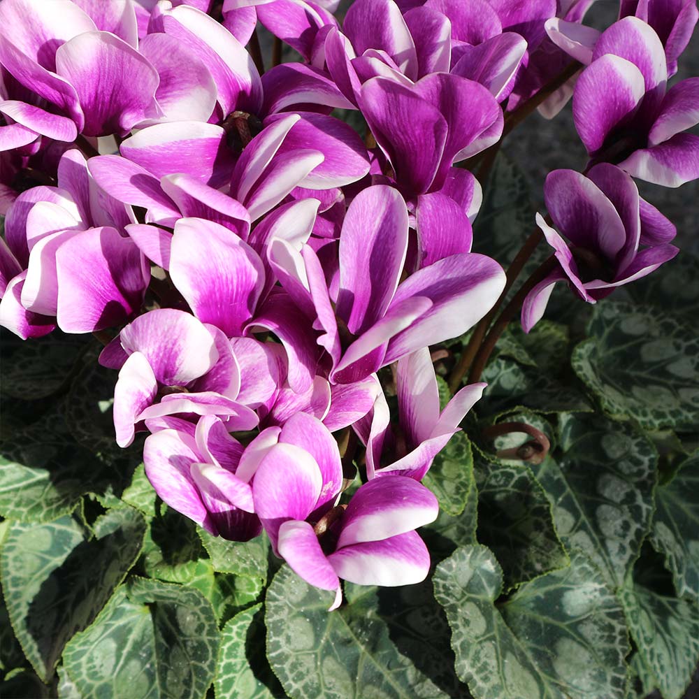 ブルーシクラメン 胡蝶 【開花株 5号 底面給水鉢／1個売り】｜ 【植物