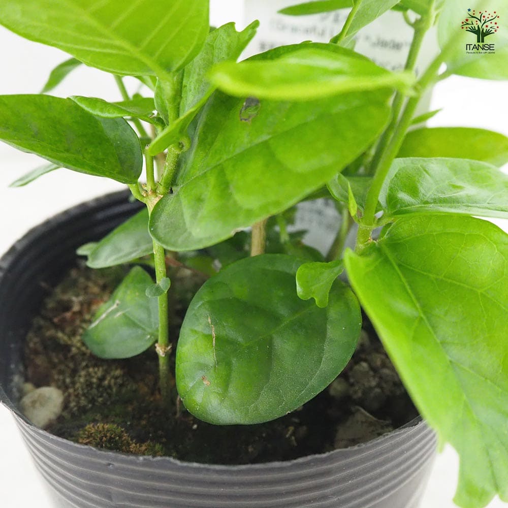 ジャスミン 八重咲 グレイスフルレディー ジェイド 【花木苗 3.5号