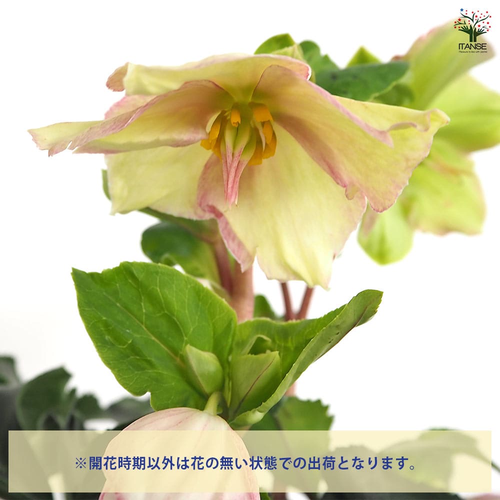 クリスマスローズ 氷の薔薇ピコティ 【花苗 5号／1個売り】｜ 【植物の