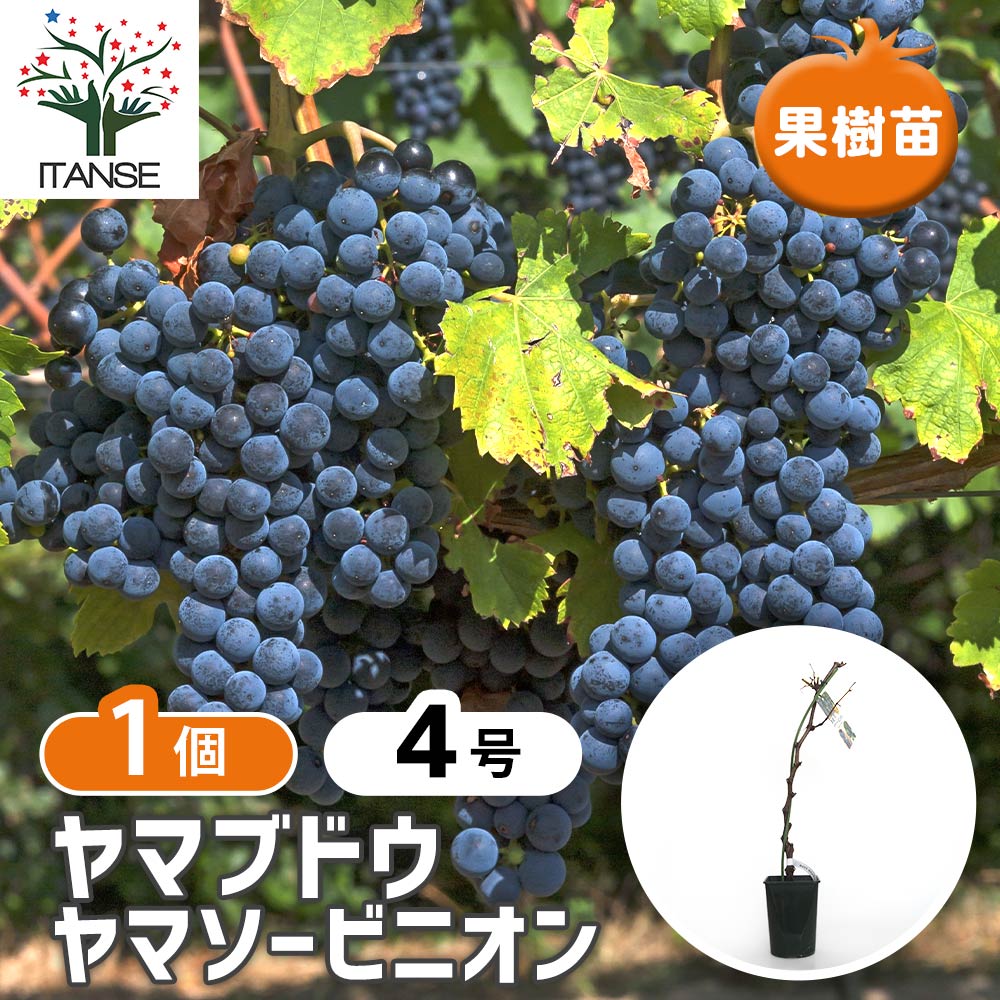 ぶどうの苗 ヤマブドウ ヤマソービニオン 【果樹の苗木 4号／1個売り
