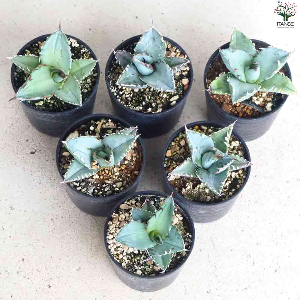 アガベ チタノタブルー 【多肉植物 2.5号鉢／1個売り】｜ 【植物の