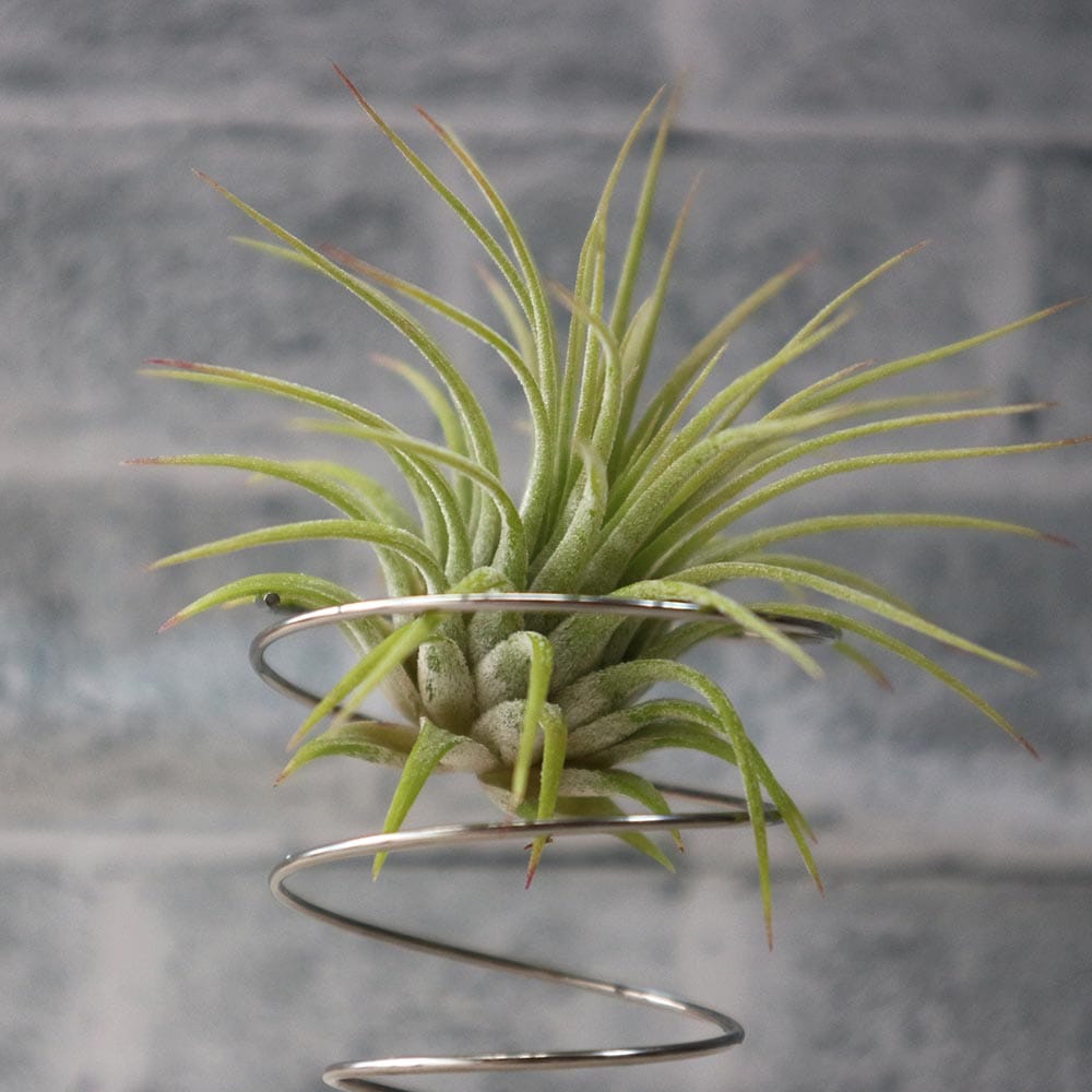 エアープランツ チランジア イオナンタ ルブラ Sサイズ【幅約7cm×高さ