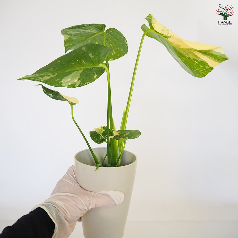 モンステラ タイコンステレーション 【観葉植物 4号／1個売り