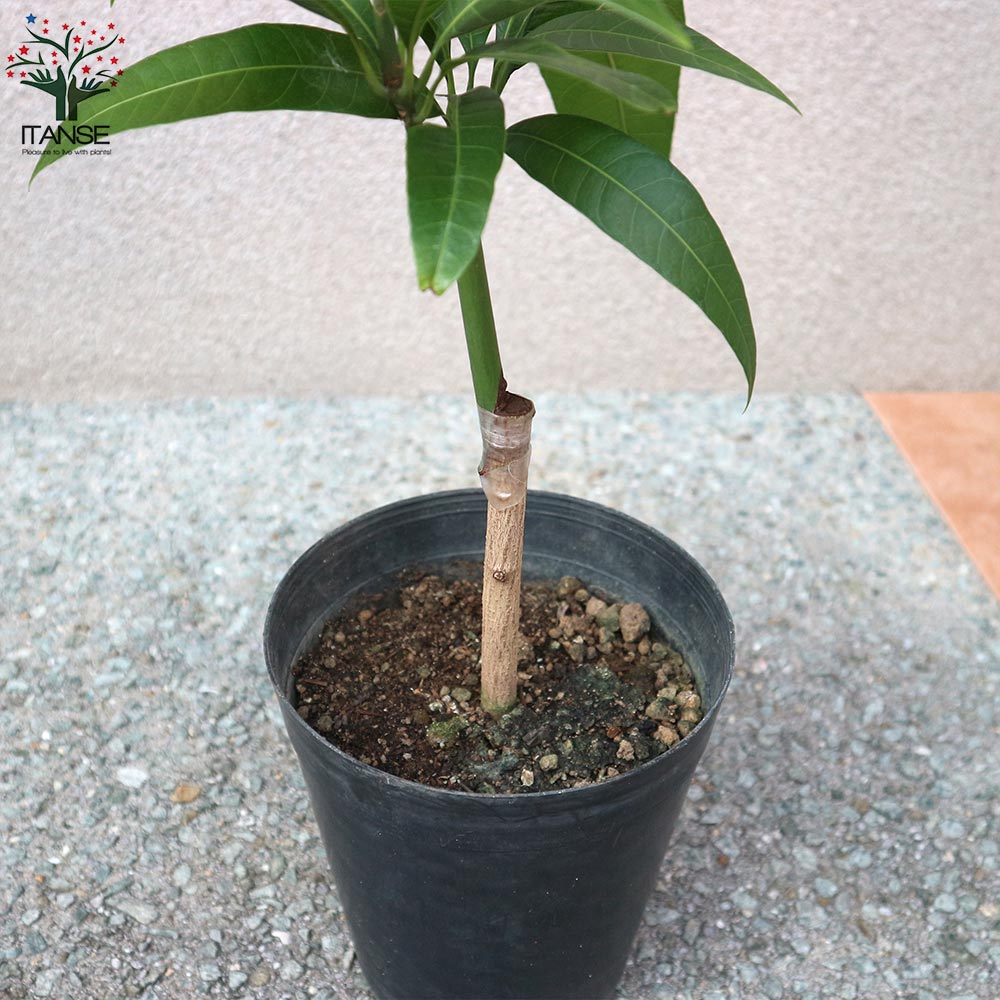 マンゴーの苗木 玉文(ぎょくぶん)【果樹の苗木 6号硬質ポット 2年生