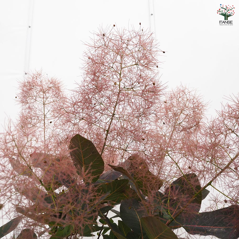 スモークツリー グレース 【花木苗 7号／1個売り】｜ 【植物の