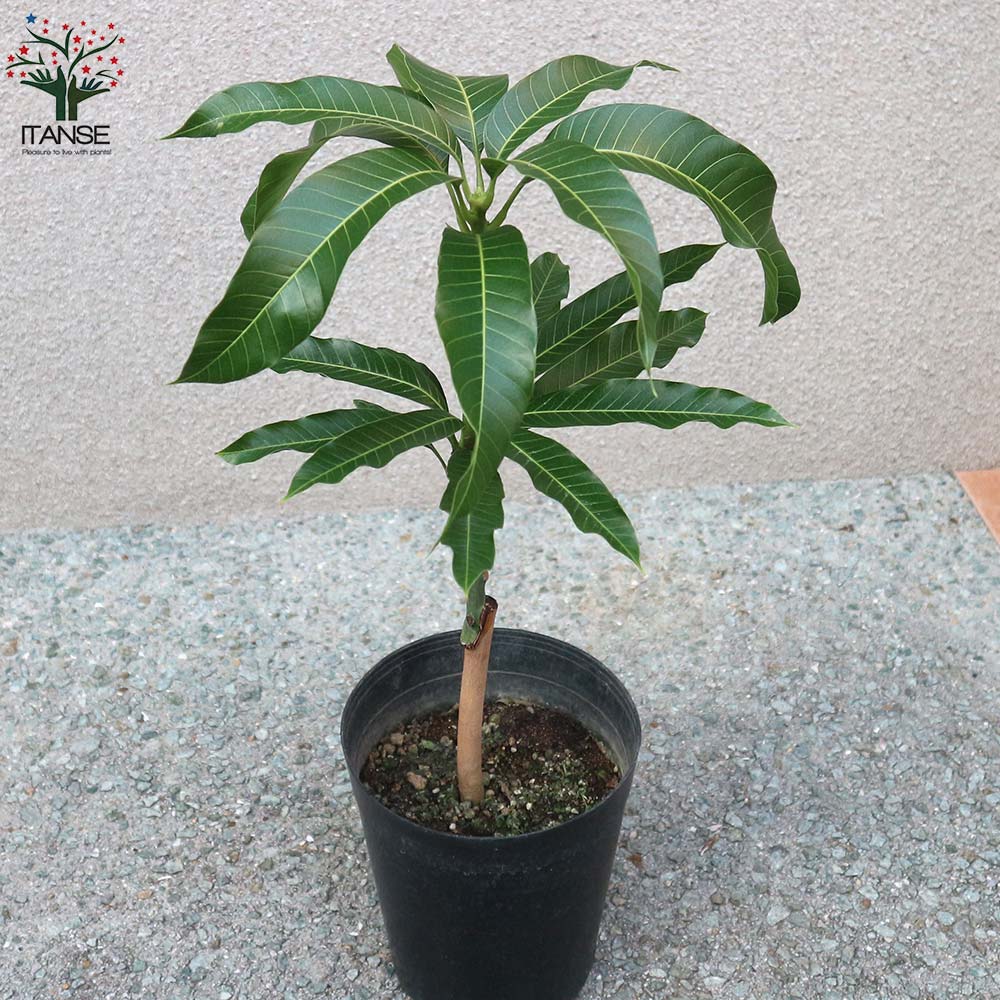 マンゴーの苗木 ナンドクマイ【果樹の苗木 6号硬質ポット 2年生 接木苗