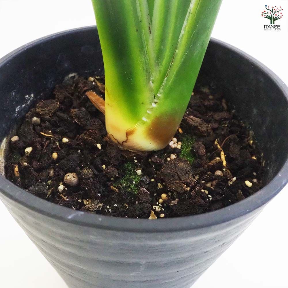 ストレリチア ユンケア 【観葉植物 7号鉢／1個売り】｜ 【植物の