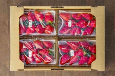 完熟朝摘みいちご◇お日さまの雫◇4パック | いちごベーシック