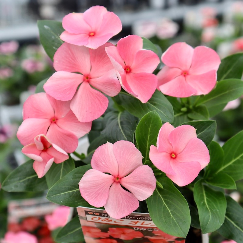 北島園芸さんのビンカ(日々草)「ひみこオレンジ」(3.5号ポット)